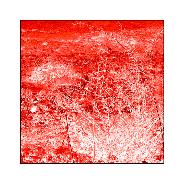 Plant, from the “Red Landscape” Series