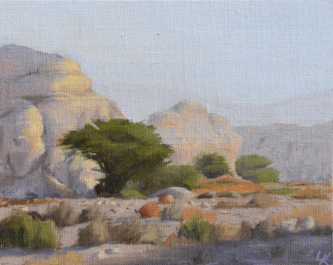 Acacia and Rocks in Wadi Tamar