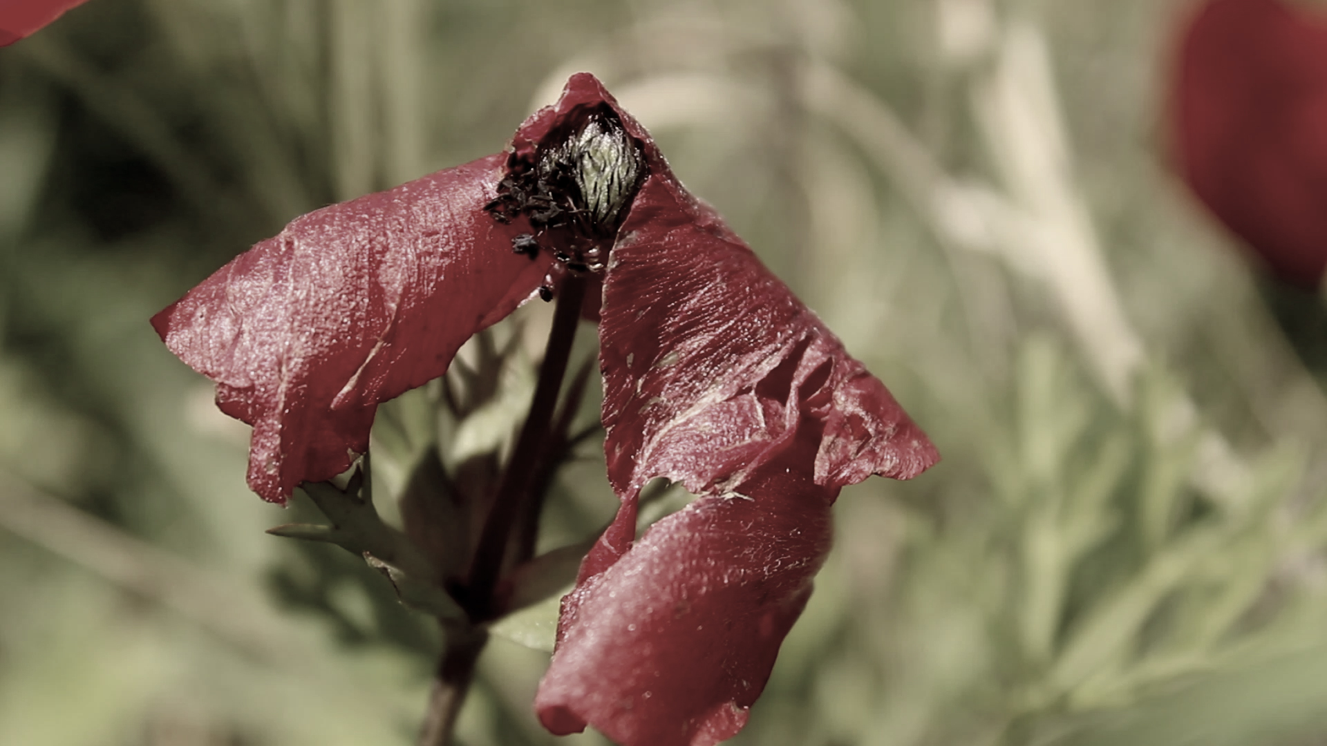 Sapir College Presents: In the Field