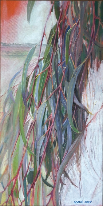 עץ האקליפטוס