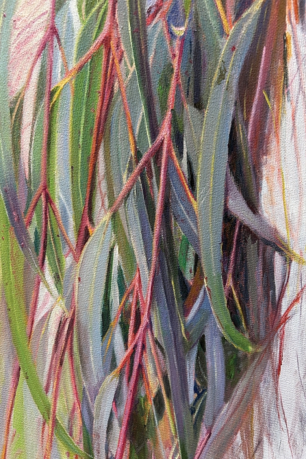 עץ האקליפטוס