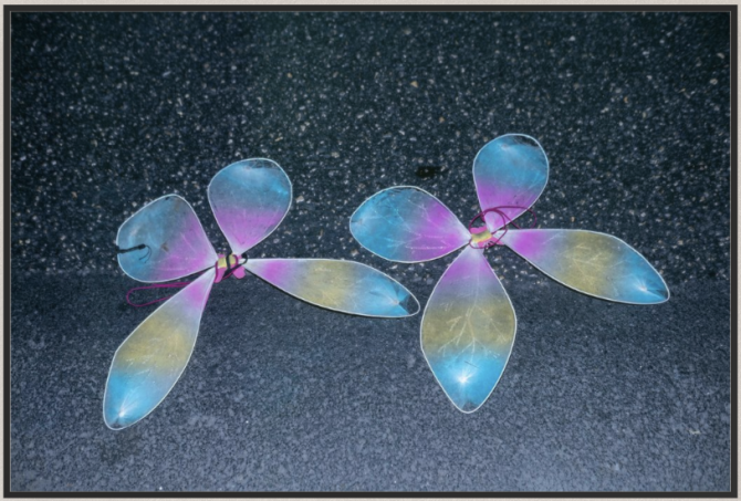 Butterflies