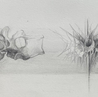 Comparative Anatomy