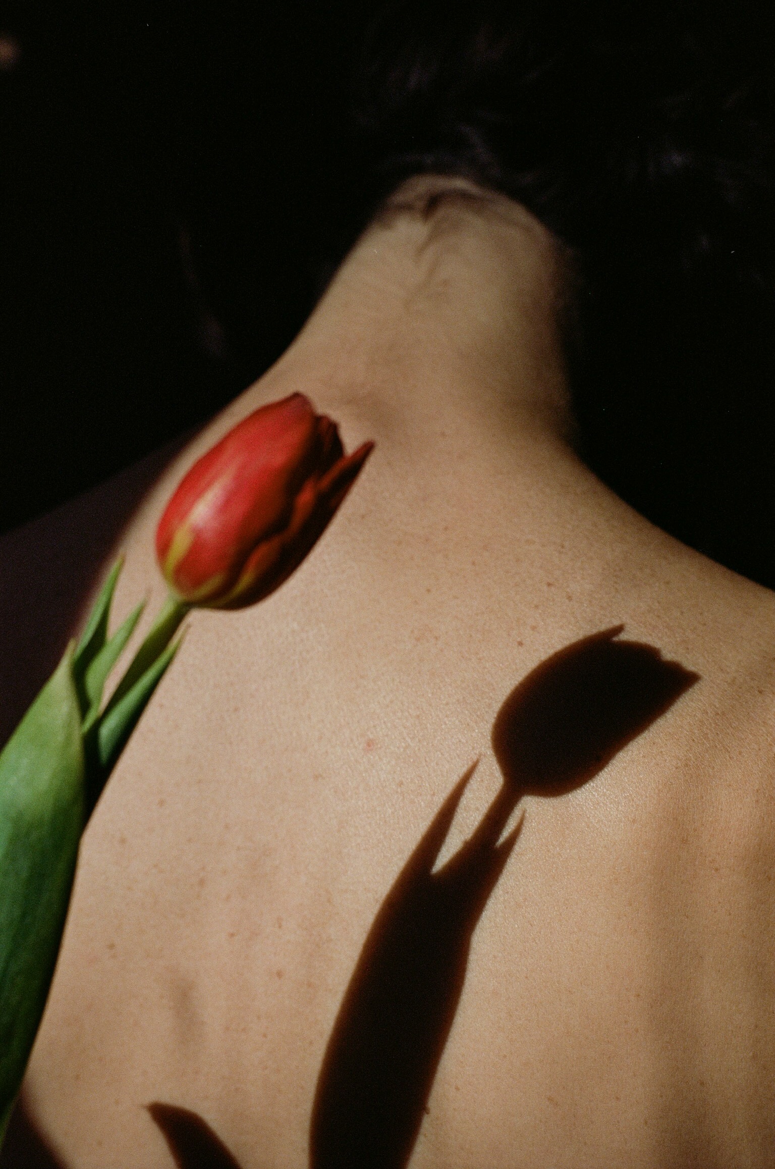 Tulip