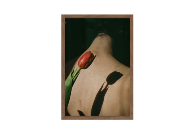 Tulip