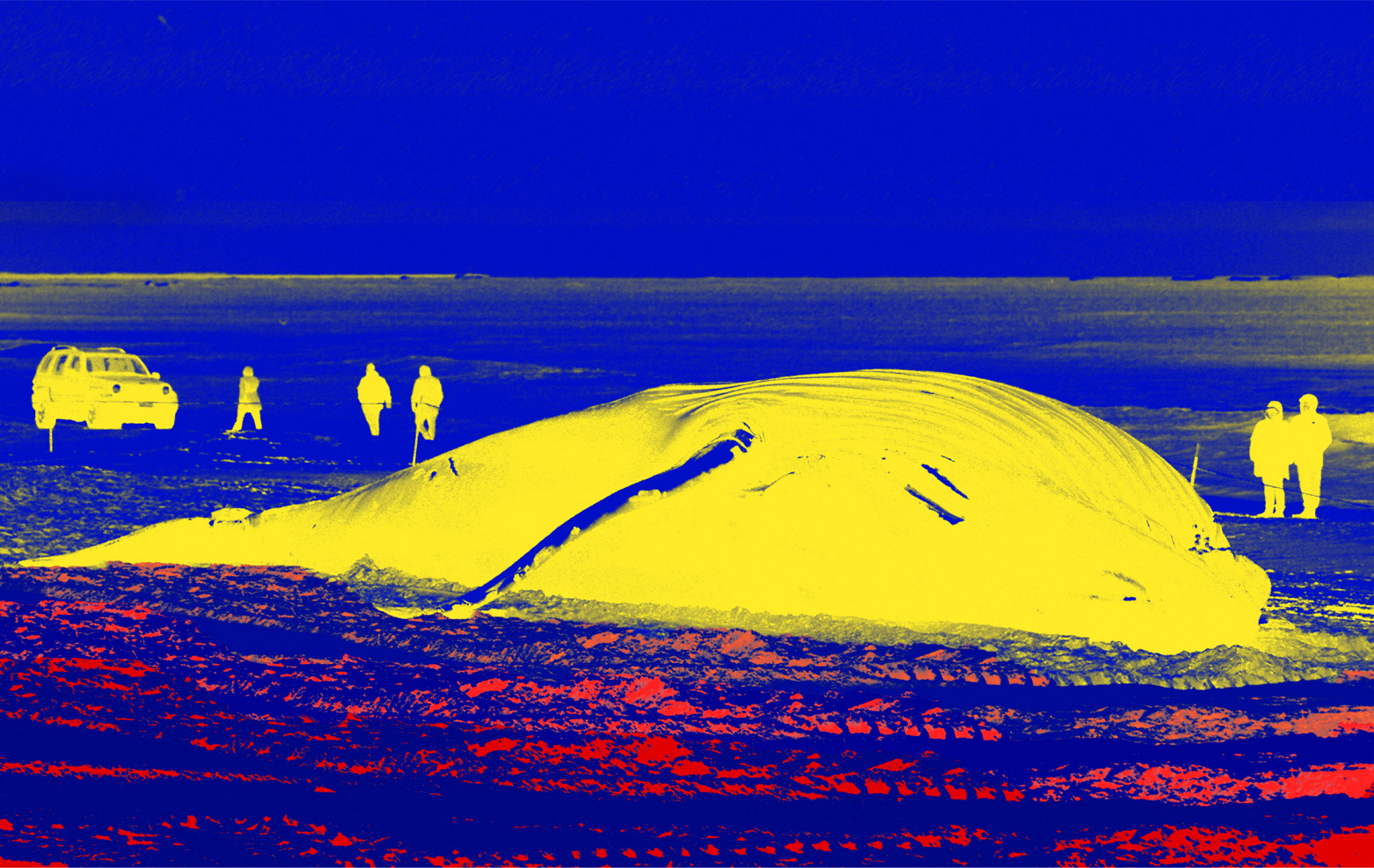 A Whale in Yellow