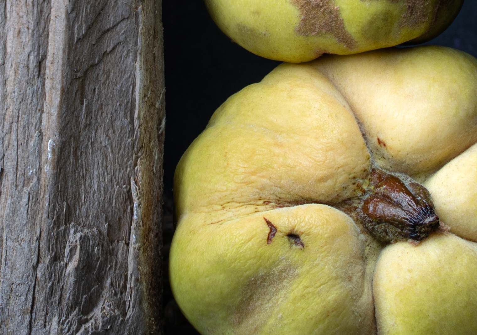 Two Quinces and a Piece of Wood