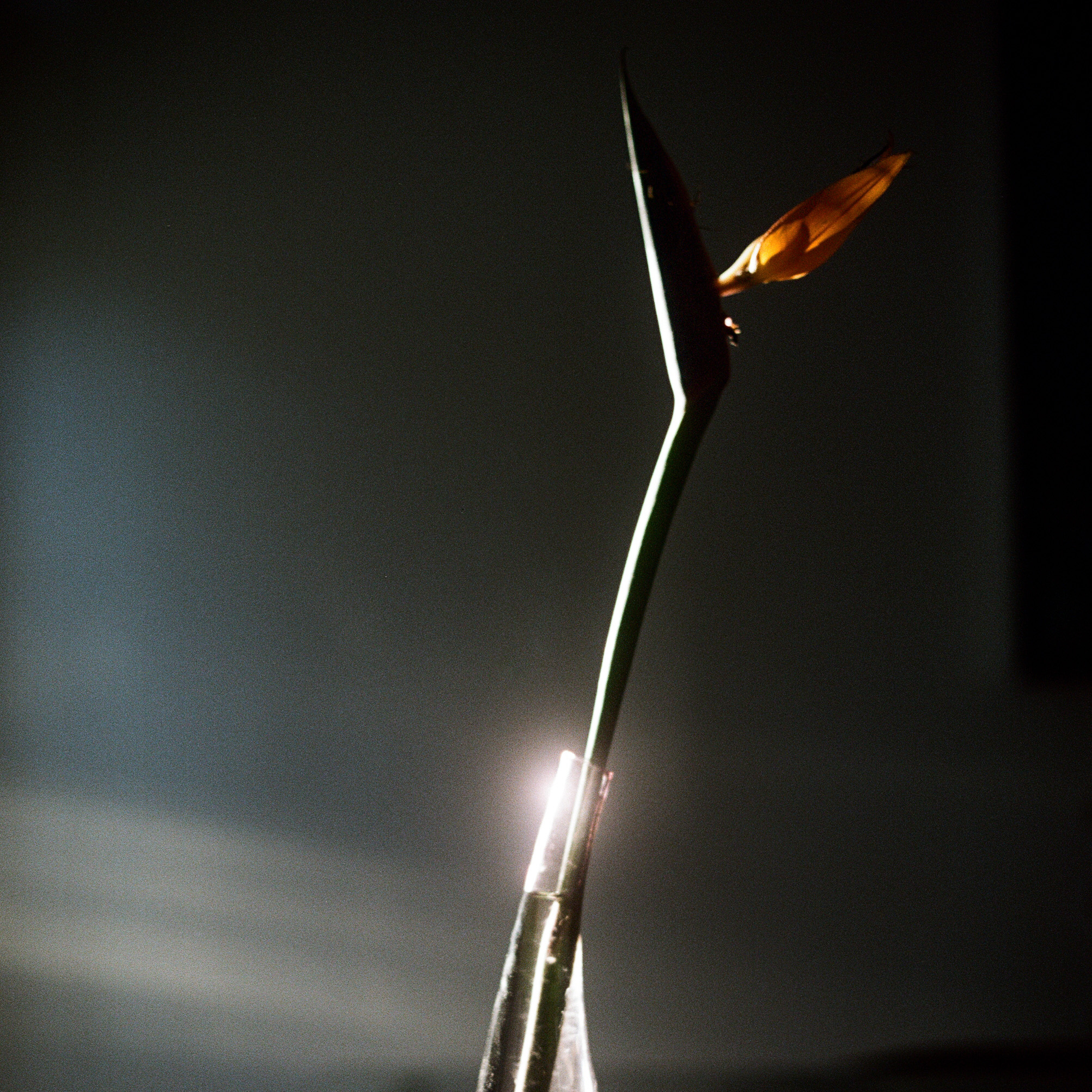 Bird of Paradise