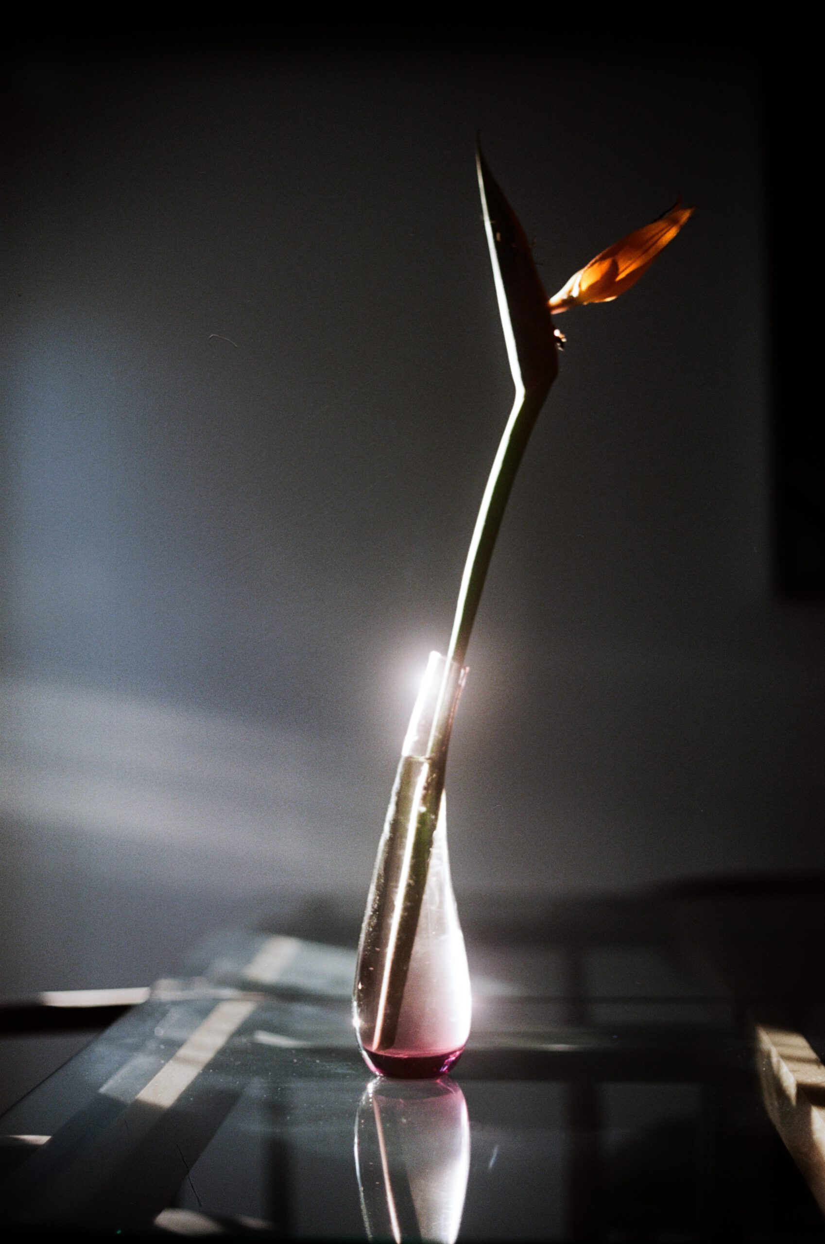 Bird of Paradise