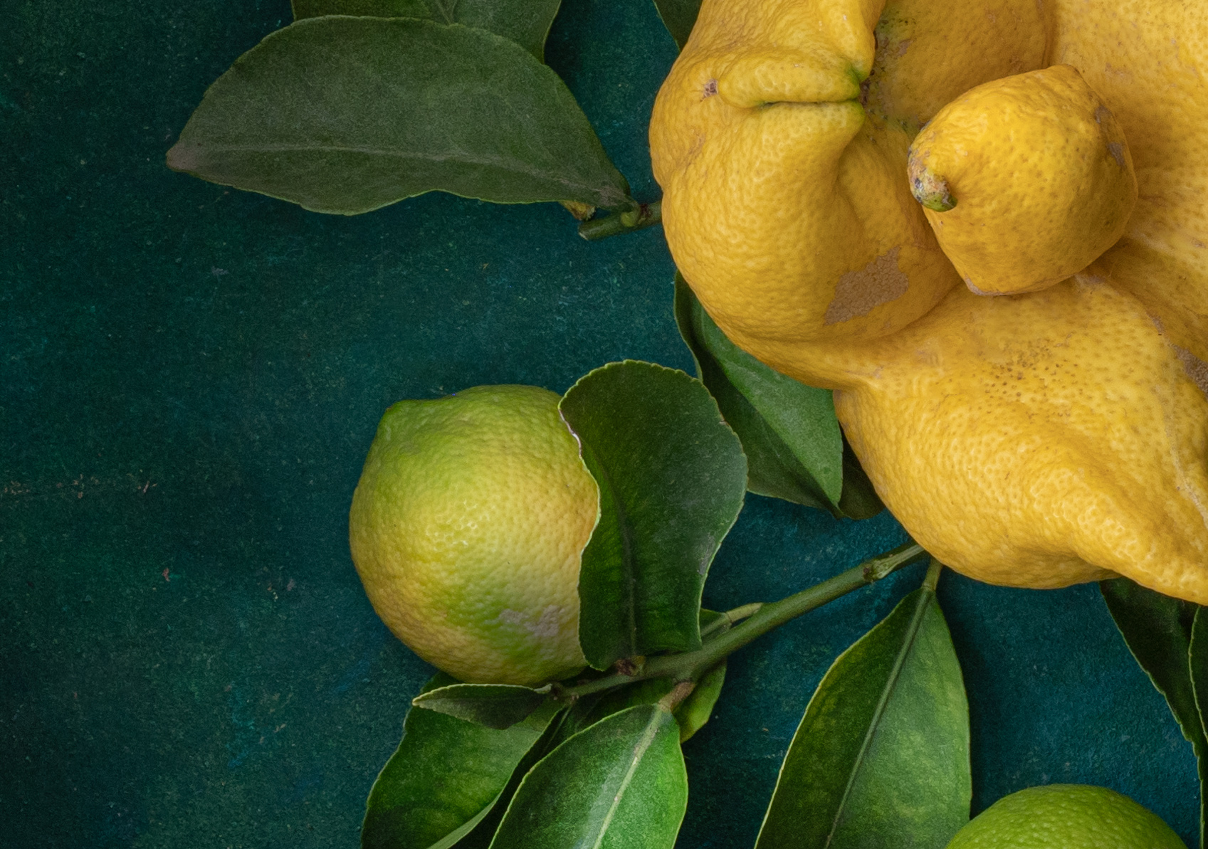 Lemon Tondo