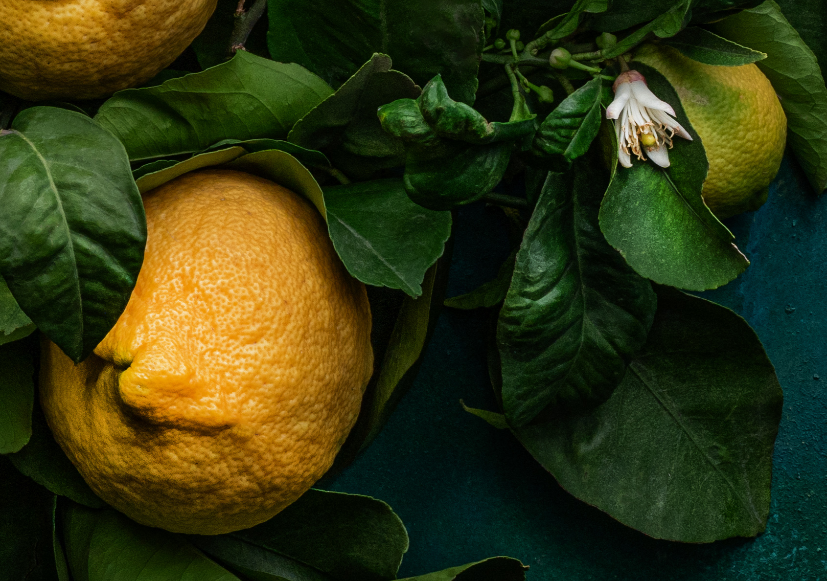 Tondo of Lemons