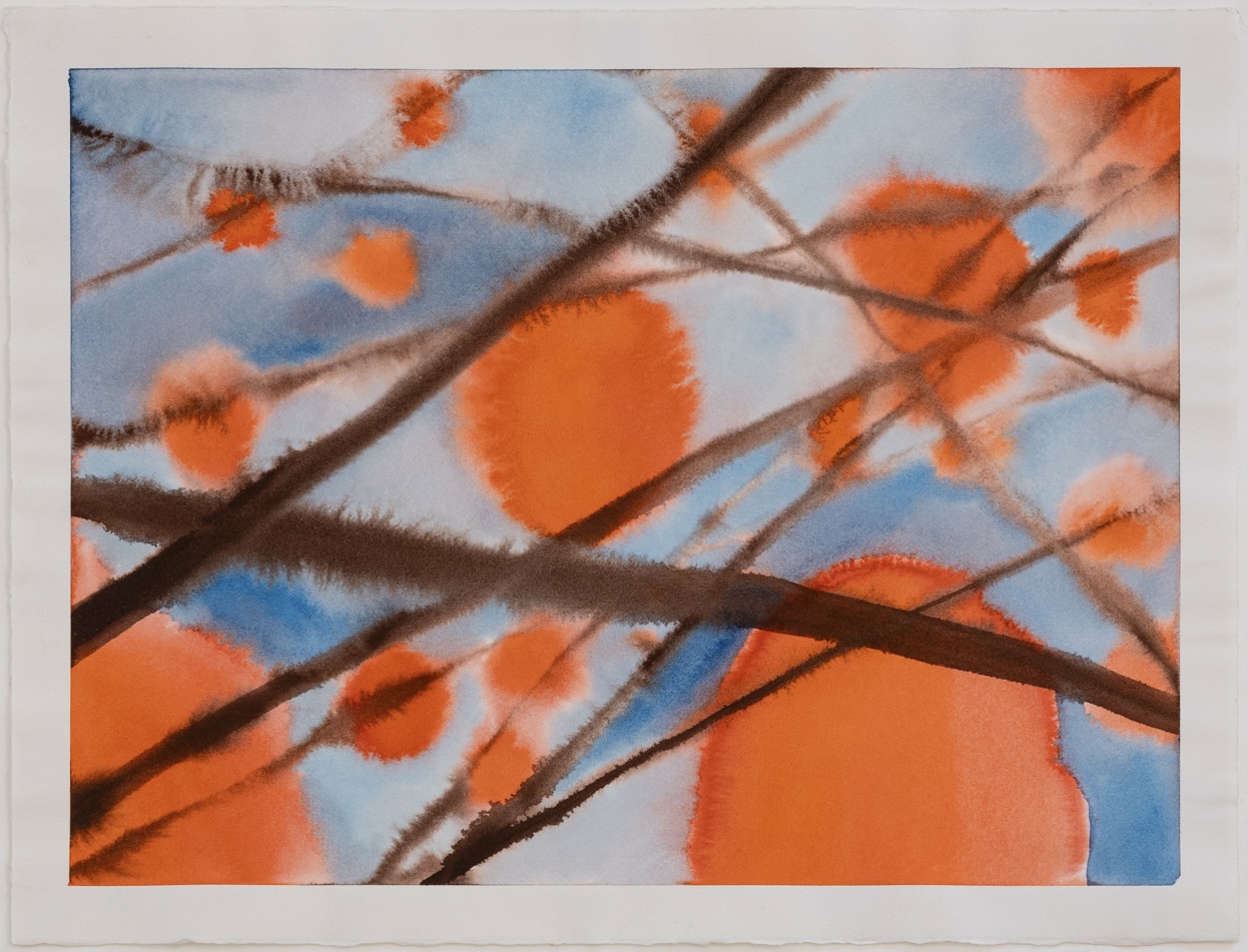 Persimmons #1