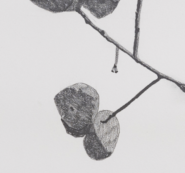 Persimmons #4
