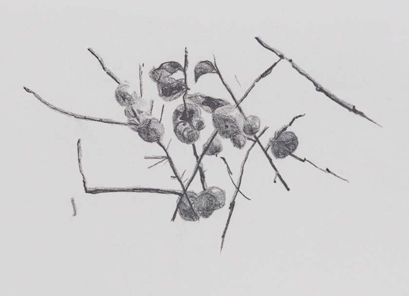 Persimmons #5